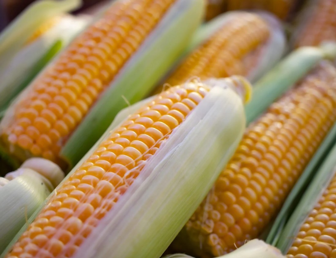 Maize